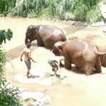 Rescue Elephants Being Bathed At Chiang Mai Chai Lai Orchid Elephant Sanctuary