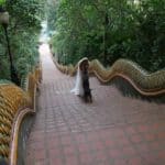Tegan Marshall And The Wandering Wedding Dress Encounter A Dog On The Steps Of Buddhist Temple