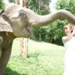 Tegan Marshall And The Wandering Wedding Dress Feeding Elephants At Sanctuary In Chiang Mai
