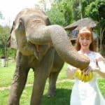 Tegan Marshall Feeding Rescue Elephants At Chiang Mai Sanctuary In The Wandering Wedding Dress