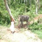 Tegan Marshall Taking Her Pet Elephant For A Walk In A Wedding Dress