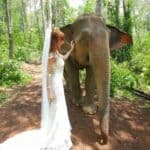 Tegan Marshall Up Close With Elephant While Wearing The Wandering Wedding Dress