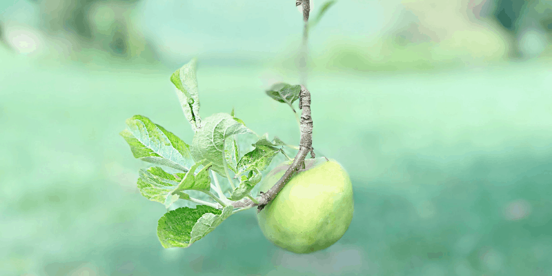 Increase Revenue By Low Hanging Fruit By Tegan Marshall