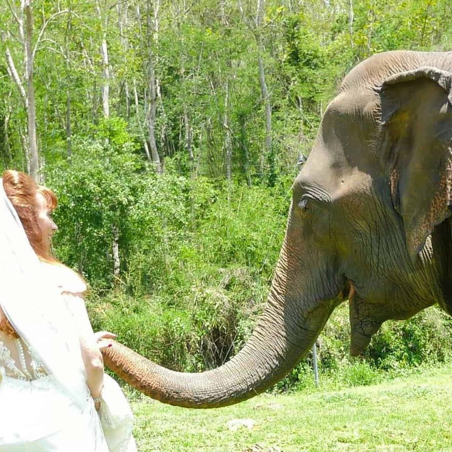 Tegan Marshall Friends With An Elephant In The Wandering Wedding Dress
